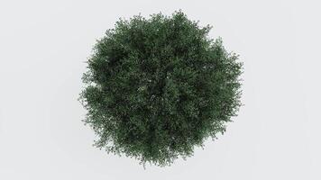 tree top view plant landscape architecture nature garden aerial render. trees branch isolate collection illustration environment green botany urban bush park. tree architecture conifer decorative. video