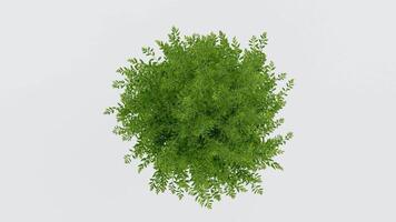 tree top view plant landscape architecture nature garden aerial render. trees branch isolate collection illustration environment green botany urban bush park. tree architecture conifer decorative. video