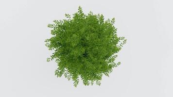 tree top view plant landscape architecture nature garden aerial render. trees branch isolate collection illustration environment green botany urban bush park. tree architecture conifer decorative. video