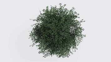 tree top view plant landscape architecture nature garden aerial render. trees branch isolate collection illustration environment green botany urban bush park. tree architecture conifer decorative. video