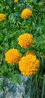 Marigold flower or bunga tahi kotok blooming in the park. Beautiful orange yellow flower background photo