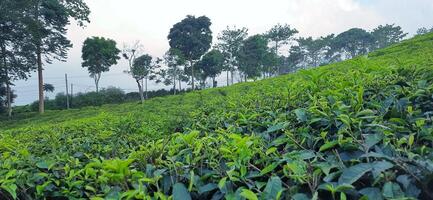 Beautiful view tea garden on the mountains Indonesia. Fresh green tea bud and leaves. Landscape background photo