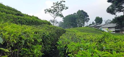 Beautiful view tea garden on the mountains Indonesia. Fresh green tea bud and leaves. Landscape background photo
