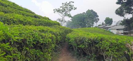 Beautiful view tea garden on the mountains Indonesia. Fresh green tea bud and leaves. Landscape background photo
