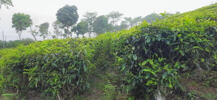 Beautiful view tea garden on the mountains Indonesia. Fresh green tea bud and leaves. Landscape background photo