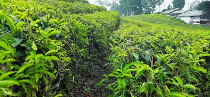 Beautiful view tea garden on the mountains Indonesia. Fresh green tea bud and leaves. Landscape background photo