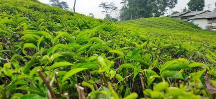 Beautiful view tea garden on the mountains Indonesia. Fresh green tea bud and leaves. Landscape background photo