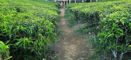 Beautiful view tea garden on the mountains Indonesia. Fresh green tea bud and leaves. Landscape background photo