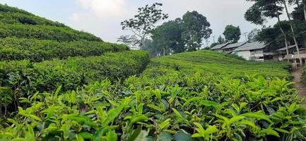 Beautiful view tea garden on the mountains Indonesia. Fresh green tea bud and leaves. Landscape background photo