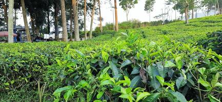 Beautiful view tea garden on the mountains Indonesia. Fresh green tea bud and leaves. Landscape background photo