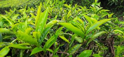 Beautiful view tea garden on the mountains Indonesia. Fresh green tea bud and leaves. Landscape background photo