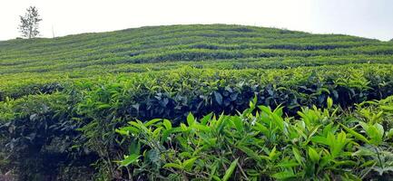 Beautiful view tea garden on the mountains Indonesia. Fresh green tea bud and leaves. Landscape background photo
