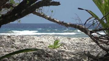View of a tropical beach through the trees and plants. video