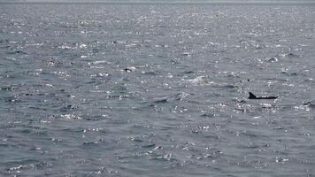 Dolphins right on the surface of the deep blue Indian Ocean. video
