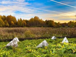 A scenic autumn field bordered by stone markers under a bright blue sky streaked with clouds and contrails. The grassy landscape, dotted with vibrant foliage and surrounded by trees in fall colors photo
