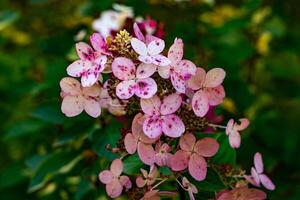 Close-up of a hydrangea cluster with shades of pink, red, and green petals, showcasing the intricate details and vibrant colors. The focus is sharp on the foreground blossoms, with a soft, blurred photo