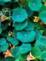 A vibrant close-up of lush green nasturtium leaves dotted with fresh dewdrops, accompanied by faded orange flowers, adding a soft pop of color to the scene. The round leaves display intricate veining photo