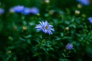 A vibrant close-up shot of purple asters in full bloom, with morning dew droplets visible on their delicate petals. The shallow depth of field emphasizes the main flower in focus while softening the photo