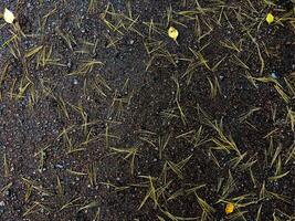 Close-up of a gravel path scattered with fallen pine needles and a few yellow leaves, capturing the subtle details of autumn's arrival. The dark, textured surface of the path contrasts with the photo
