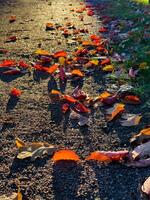 Close-up of vibrant autumn leaves scattered on a gravel path, illuminated by the warm, low sunlight of the golden hour. The camera captures the scene from a low angle, highlighting the textures of the photo