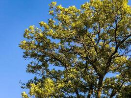 A serene scene featuring a crow perched on the branch of a tree with green leaves, set against a clear blue sky. Sunlight filters through the foliage, highlighting the intricate patterns of the photo