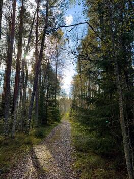 Scenic view of a tranquil forest path covered with fallen leaves, leading deeper into the woods. Sunlight filters through tall trees, casting soft shadows and illuminating the autumn foliage. Captured photo