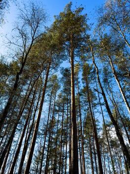 Low-angle view of towering pine trees stretching towards a vibrant blue sky in a peaceful forest setting. The image captures the vertical majesty of the trees with sunlight illuminating their trunks photo