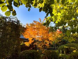 A brilliant maple tree with golden-orange leaves glows under the soft, warm light of the setting sun in a serene Japanese garden. Surrounded by lush greenery and traditional garden elements, the tree photo