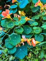 A vibrant close-up of lush green nasturtium leaves dotted with fresh dewdrops, accompanied by faded orange flowers, adding a soft pop of color to the scene. The round leaves display intricate veining photo
