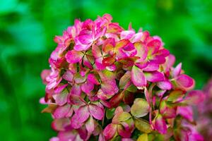 Close-up of a hydrangea cluster with shades of pink, red, and green petals, showcasing the intricate details and vibrant colors. The focus is sharp on the foreground blossoms, with a soft, blurred photo