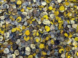 A textured, close-up pattern of fallen autumn leaves in various shades of yellow, brown, and gray, forming a natural mosaic on the forest floor. The arrangement of leaves creates an organic pattern photo