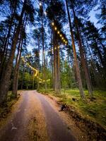 A serene forest path at dusk, where two cats wander along a trail lined with tall pine trees and adorned with warm string lights overhead. The gentle glow of the lights creates a magical atmosphere photo