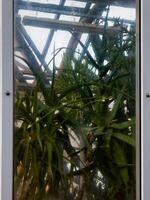 A view of various cactus and succulent plants seen through the slightly foggy glass of a greenhouse. The soft, diffused light on a cloudy day enhances the greenery and intricate shapes of the plants photo