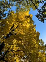 A vibrant canopy of autumn trees with striking yellow and orange foliage, set against a clear, deep blue sky. The upward perspective highlights the intricate patterns of branches and leaves, capturing photo