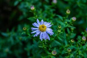 A vibrant close-up shot of purple asters in full bloom, with morning dew droplets visible on their delicate petals. The shallow depth of field emphasizes the main flower in focus while softening the photo