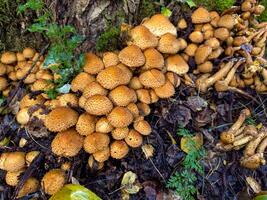 Close-up of a dense cluster of orange-brown mushrooms growing at the base of a moss-covered tree in a damp forest. The image captures the earthy texture of the mushrooms' caps and the surrounding photo