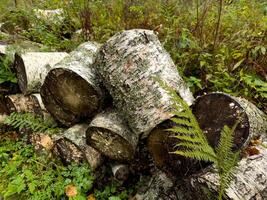 A close-up view of a stack of freshly cut birch logs surrounded by lush green ferns and dense foliage in a natural forest setting. The rough texture of the bark and the contrast between light and dark photo
