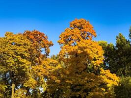 A vibrant canopy of autumn trees with striking yellow and orange foliage, set against a clear, deep blue sky. The upward perspective highlights the intricate patterns of branches and leaves, capturing photo