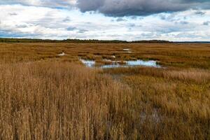 A vast wetland landscape in Karelia, marked by patches of reflective water and golden autumn reeds under a dramatic, cloud-covered sky. The calm, undisturbed water mirrors the surroundings photo