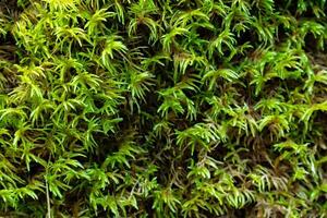 A detailed close-up of vibrant green moss growing densely on the forest floor in Karelia. The intricate, feathery texture of the moss is highlighted in this macro shot, capturing the fresh, natural photo