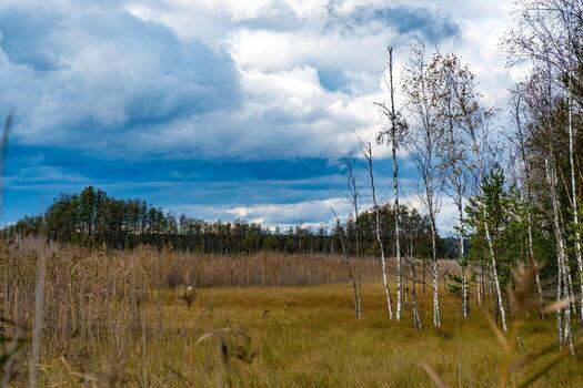 A wide view of Karelia's wetlands with golden autumn reeds and sparse birch trees stretching across the landscape. The moody sky, filled with dynamic clouds, adds depth and drama to the tranquil photo
