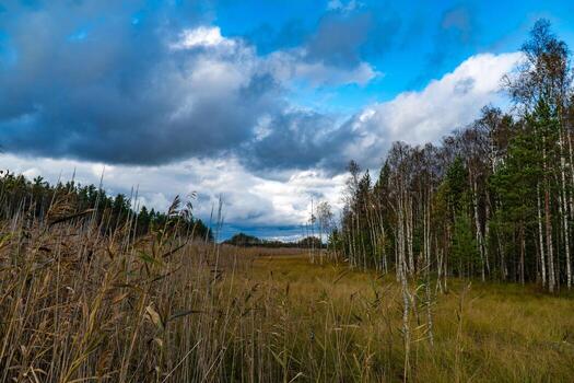 A wide view of Karelia's wetlands with golden autumn reeds and sparse birch trees stretching across the landscape. The moody sky, filled with dynamic clouds, adds depth and drama to the tranquil photo