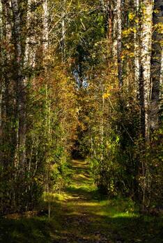 A tranquil forest path in Karelia, surrounded by tall trees with vibrant autumn foliage, gently illuminated by sunlight. The low-angle view draws the eye along the winding trail, inviting the viewer photo