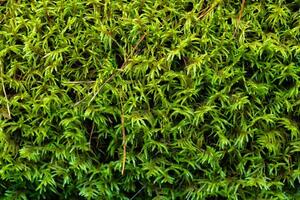 A detailed close-up of vibrant green moss growing densely on the forest floor in Karelia. The intricate, feathery texture of the moss is highlighted in this macro shot, capturing the fresh, natural photo
