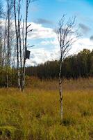 A serene autumn scene in Karelia, showing slender birch trees in an open meadow with tall, golden grasses. One tree holds a small wooden birdhouse, adding a rustic charm to the natural landscape. The photo