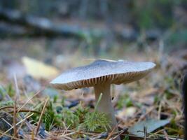 A grey inedible mushroom stands in the middle of fallen pine needles, autumn forest photo