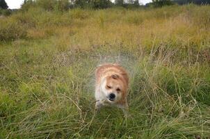 A red dog shakes off water in the grass photo