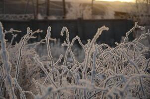 Grass covered in frost at dawn in winter, cold winter photo