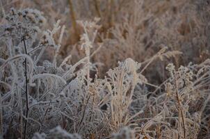 Grass covered in frost at dawn in winter. photo