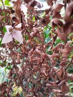 The beautiful view of the plant having the colorful leaves photo